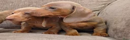 Miniature Dachshund dogs for sale: Isabella miniature dachshund puppies  - Advert 8