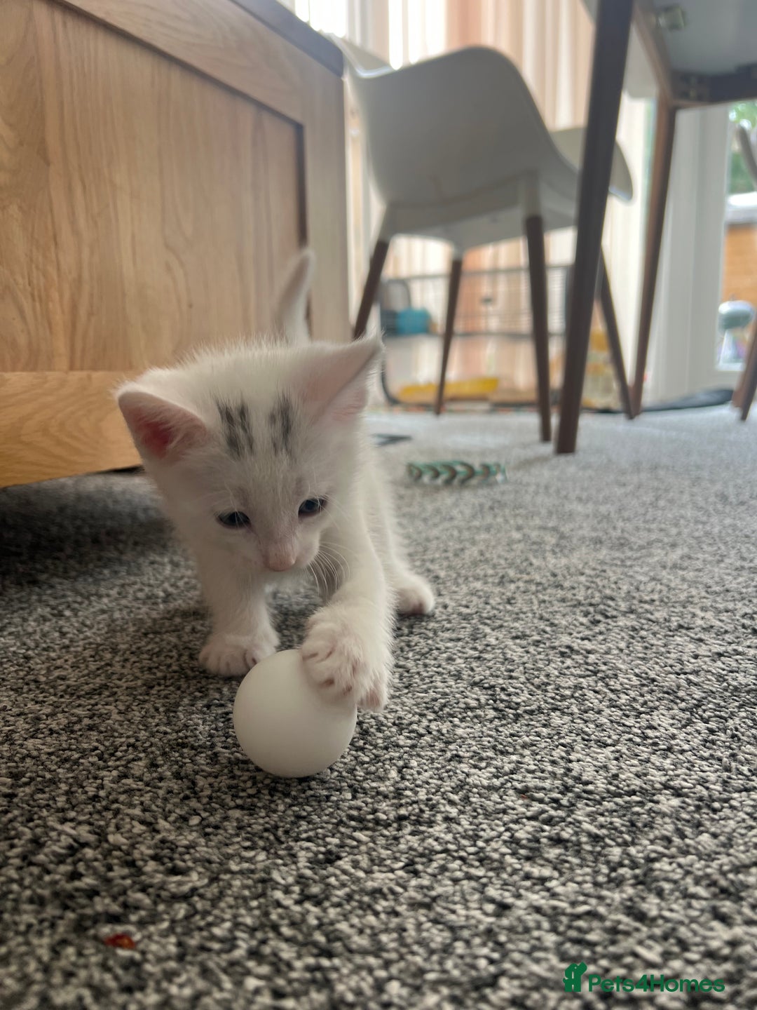 Mixed Breed cats for sale: Healthy & Playful Kittens - Image 3