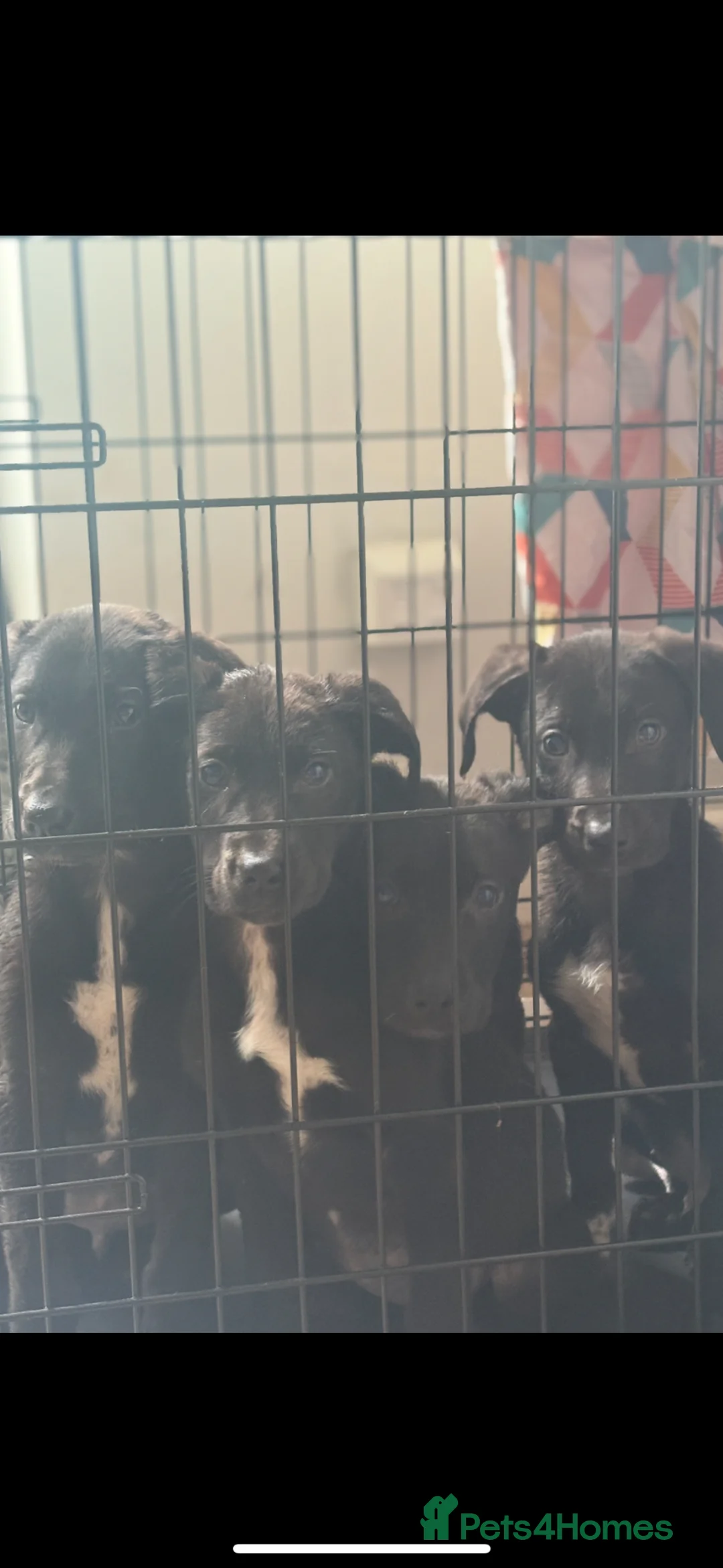 Mixed Breed dogs for sale: Weimaraner x border collie in Bangor - Advert 5