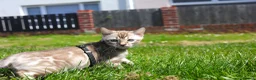 Bengal cats for sale: Unique Line Snow & Brown Bengals - Advert 11