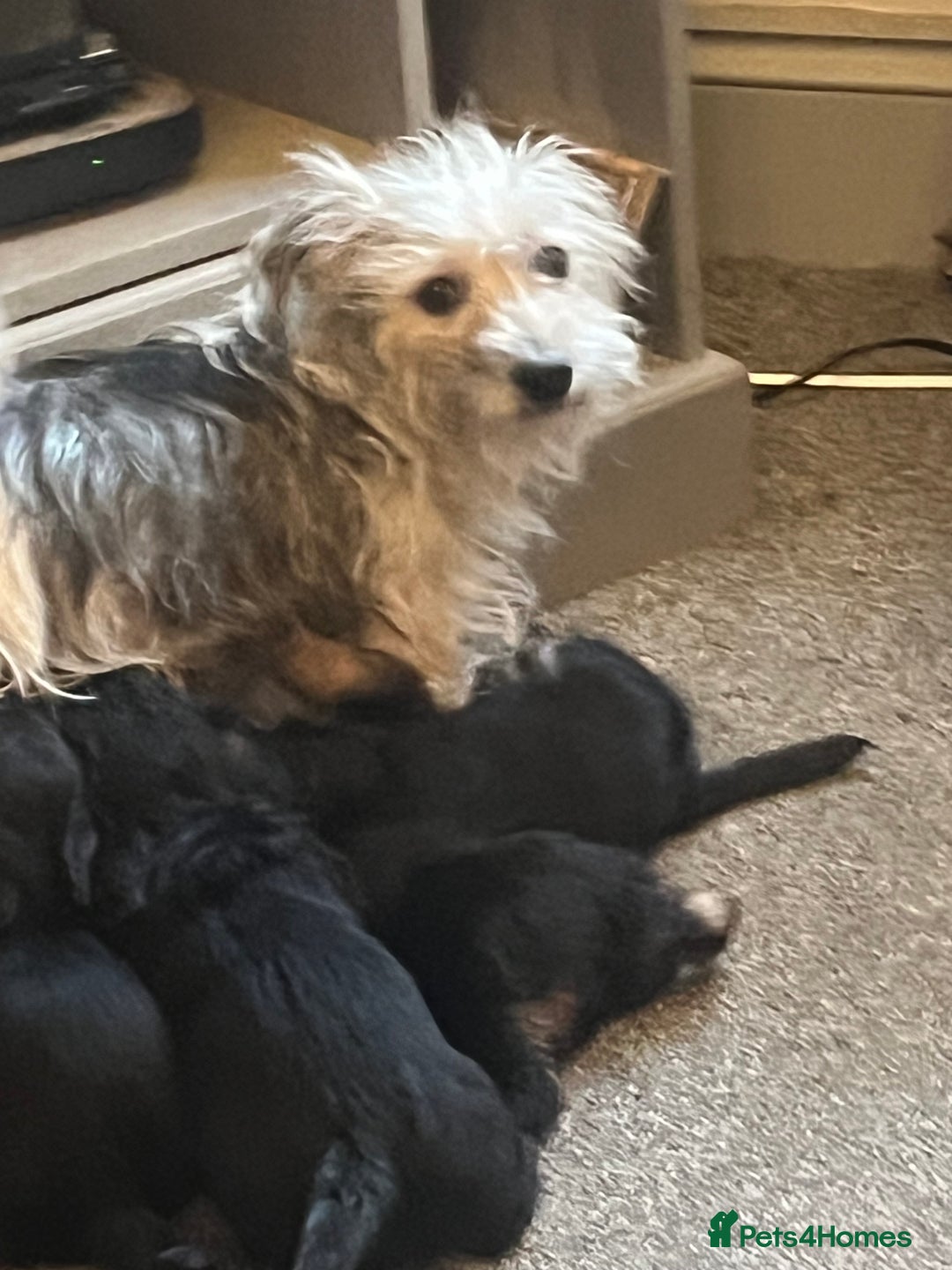 Jackapoo dogs for sale: JACKAPOO Puppies, DNA health screened - Advert 4