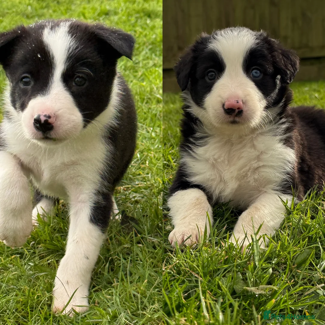 Border Collie dogs for sale: Border collie puppies seeking working/active homes - Advert 3