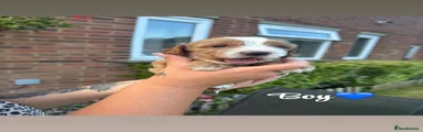 Cockapoo 2