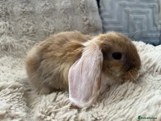 Mini Lop rabbits BOY Mini Lops Ready to Leave - Advert 2