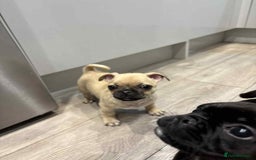 Pug dogs for sale: 🐾 Adorable 9-Week-Old Pug Puppies 🐾 - Image 7