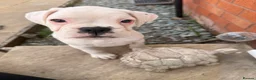 Boxer dogs for sale: Outstanding puppies - best pedigree 73 champions - Advert 16