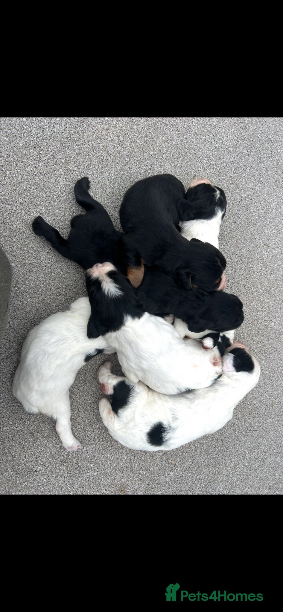 Cocker Spaniel dogs Lovely coloured working cocker spaniel puppies  - Advert 8