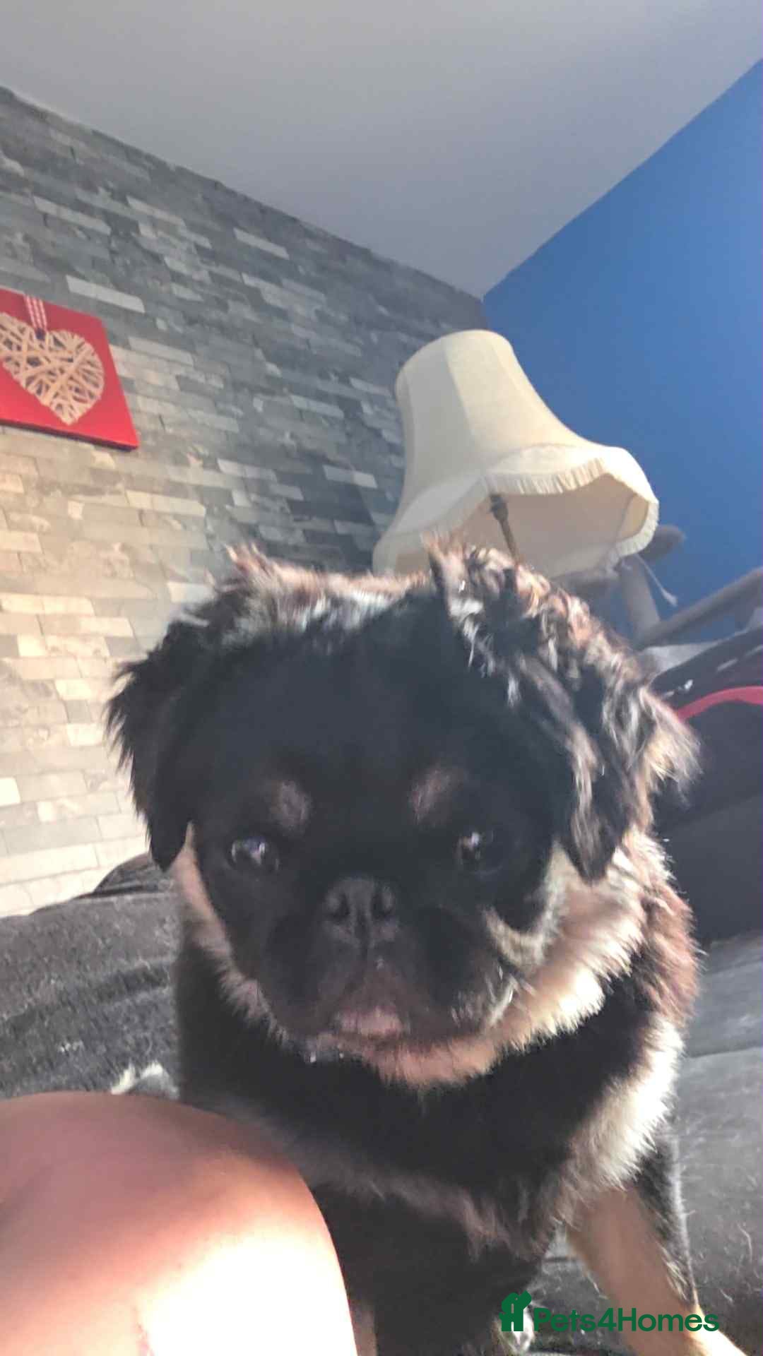 Pug dogs for sale: Scar fluffy pug - Image 19