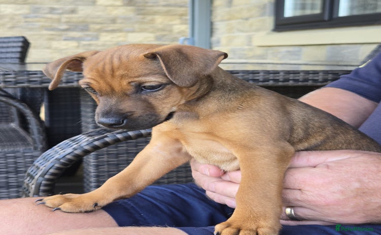 Mixed Breed dogs - Advert 1