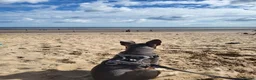 French Bulldog dogs for sale: 5 month old french bulldog in Ripley - Advert 8