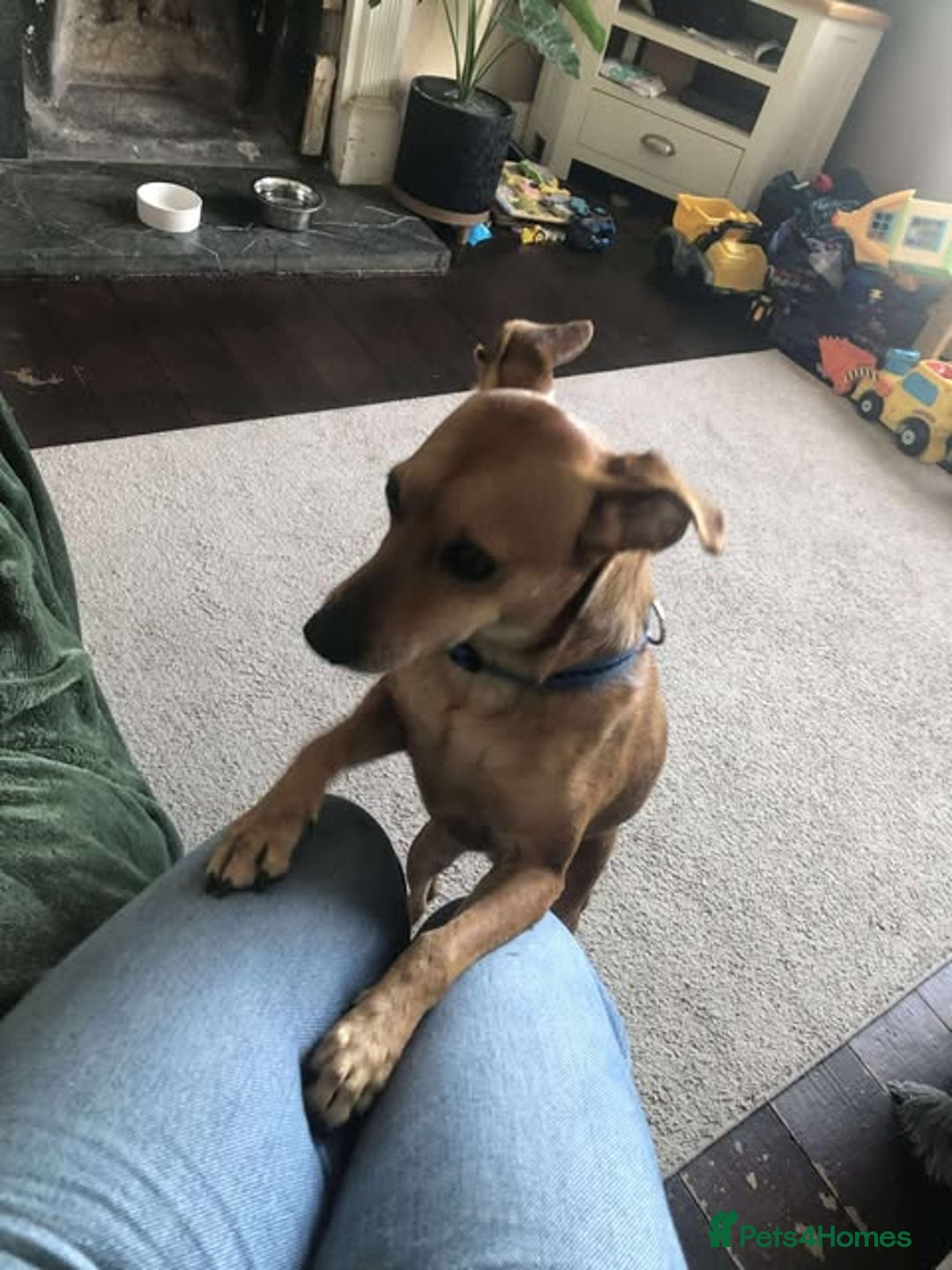 Mixed Breed dogs for adoption: Mickey – Cheeky, Cuddly and Charming Companion - Image 10