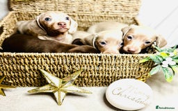 Dachshund dogs for sale: Beautiful Dachshunds READY TO LEAVE  - Image 4