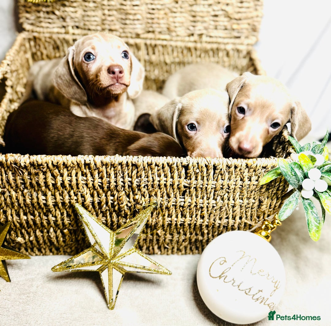 Dachshund dogs for sale: Beautiful Dachshunds READY TO LEAVE  - Image 4