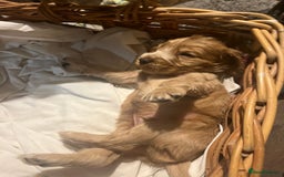 Cocker Spaniel dogs for sale: Stunning KC Reg Show Cocker, health tested mum - Image 8