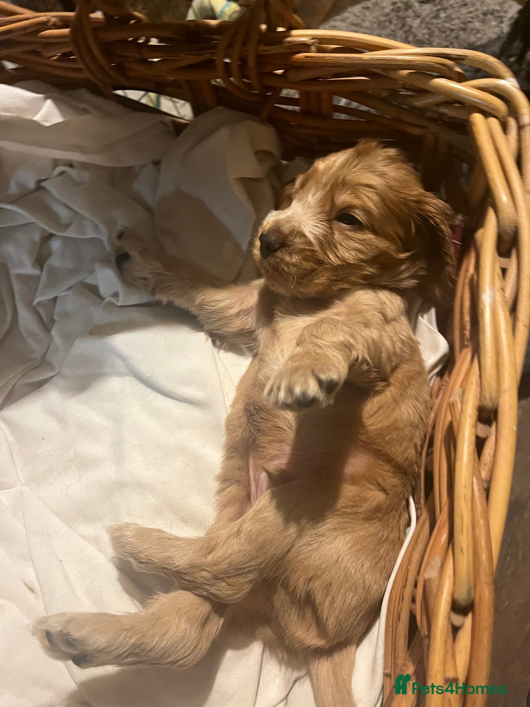 Cocker Spaniel dogs for sale: Stunning KC Reg Show Cocker, health tested mum - Image 8