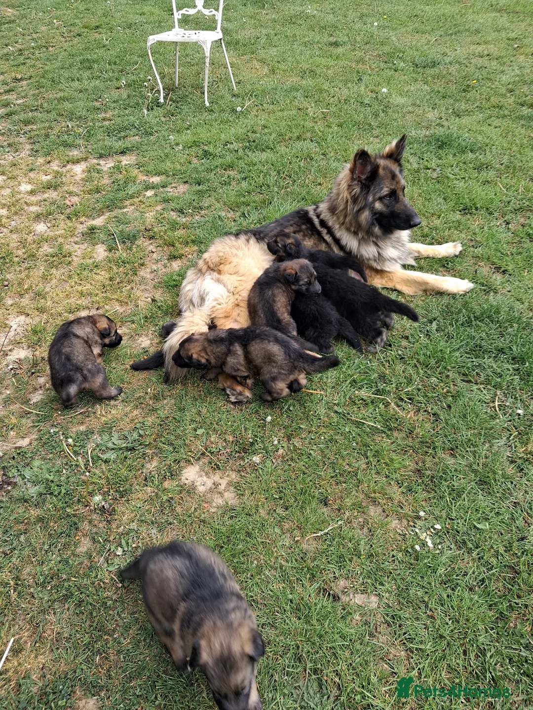 German Shepherd dogs for sale: German shepherd registered puppies  - Advert 2