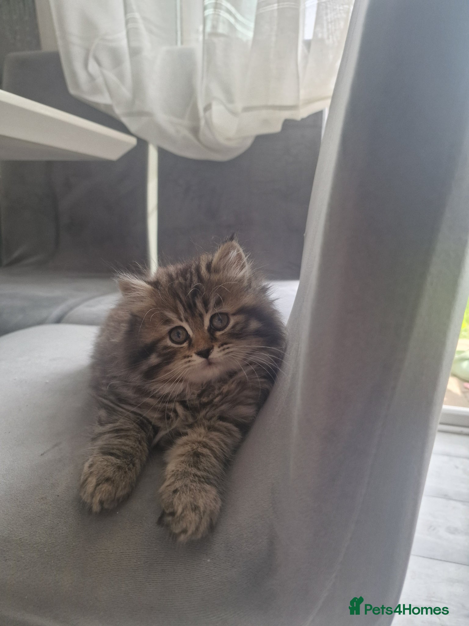 British Longhair cats Beautiful British kittens last kitten available - Advert 2