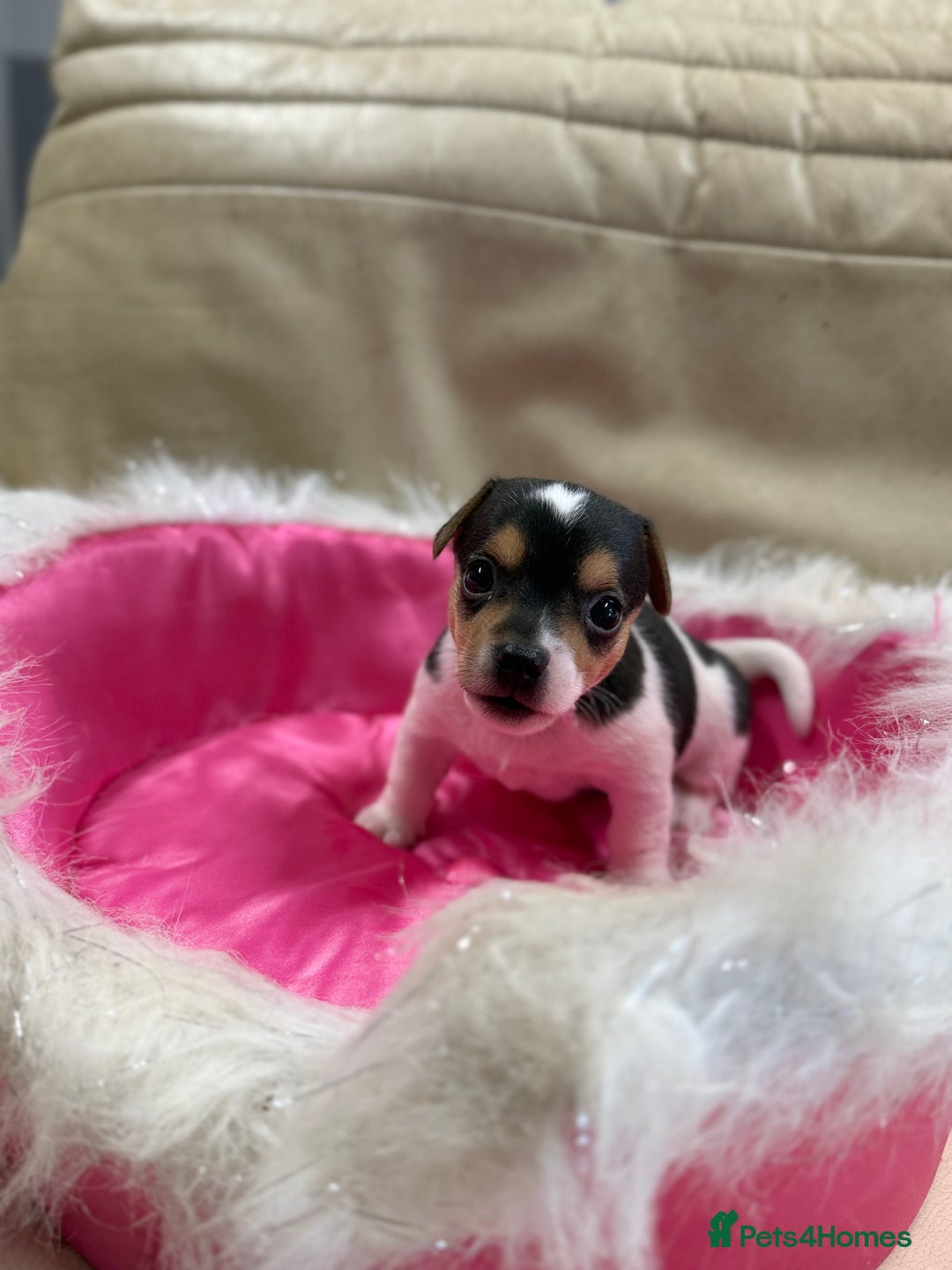 Jack Russell dogs for sale: Tiny Jack Russell pups  - Image 3