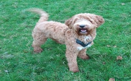 Mixed Breed dogs for sale: Australian doubledoodle puppies - Image 9