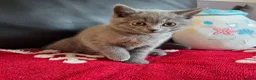 British Shorthair cats for sale: Beautiful British Shorthair kittens - Advert 26