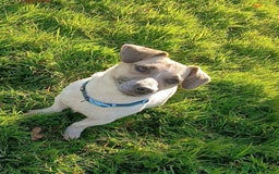 Jack Russell dogs for sale: 2 beautiful miniature jack Russell puppys - Image 2