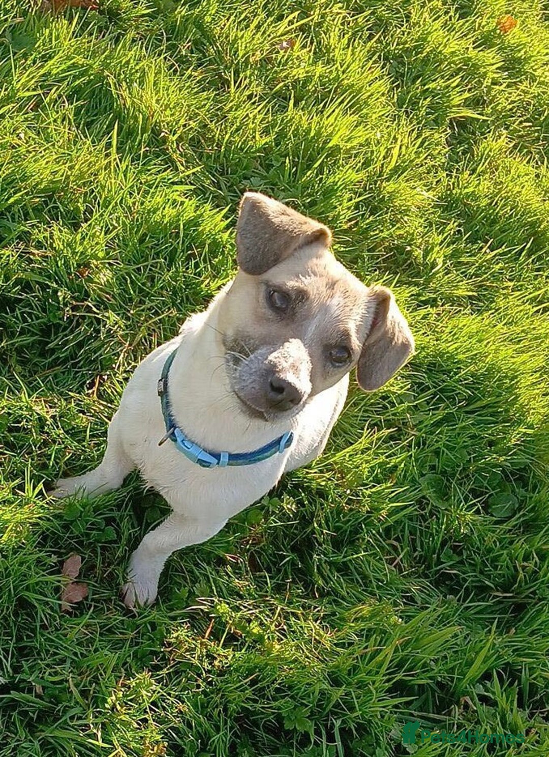 Jack Russell dogs for sale: 2 beautiful miniature jack Russell puppys - Image 2