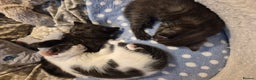 Mixed Breed cats for sale: 9 week old kittens both boys. Black & white/black - Advert 10