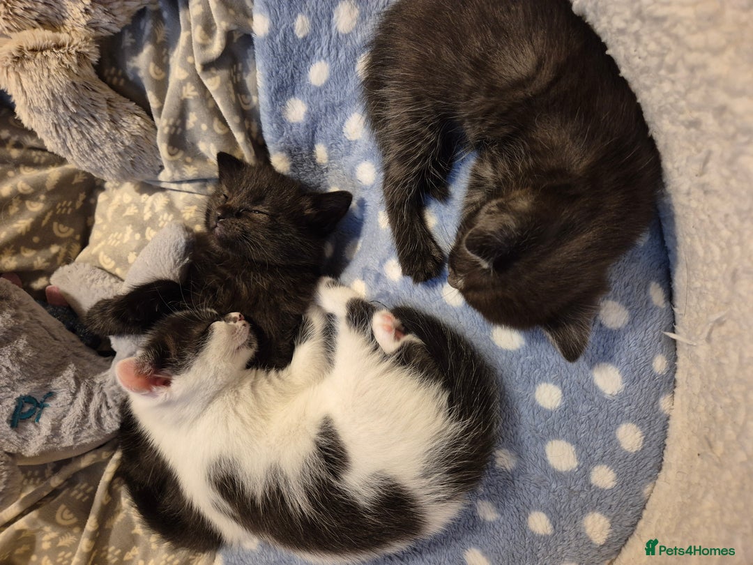 Mixed Breed cats for sale: 9 week old kittens both boys. Black & white/black - Advert 10