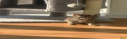 Mixed Breed cats for sale: Beautiful Ragdoll x kittens  - Advert 3