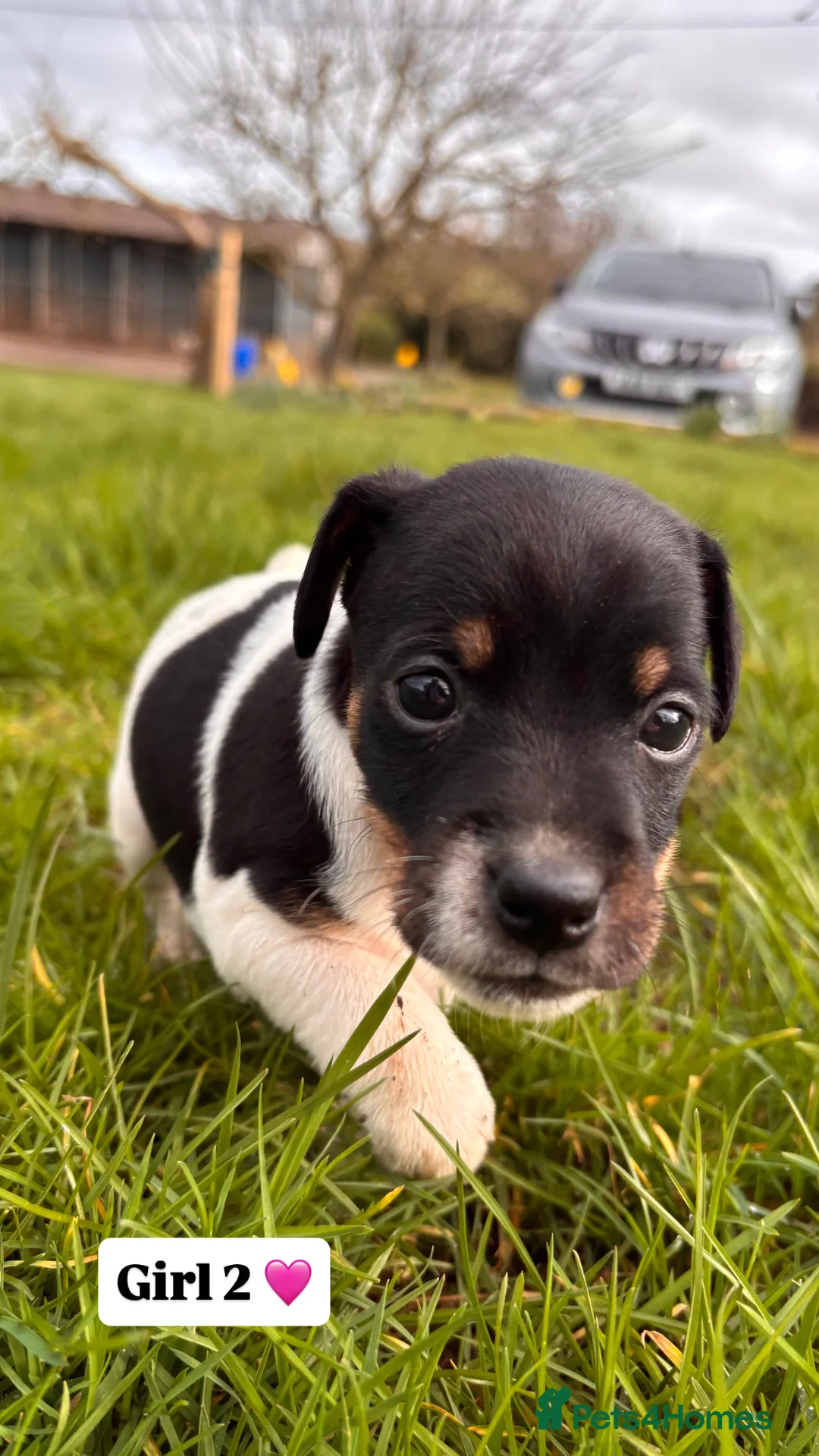 Jack Russell dogs for sale: Jack russell puppies 🐾 - Advert 11