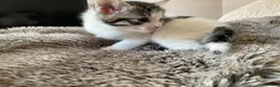 Domestic Shorthair cats for sale: Beautiful kittens ready in 5 weeks - Advert 25