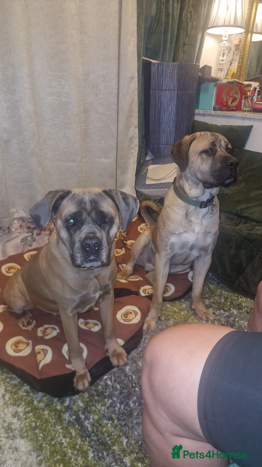 Cane Corso dogs for sale: Cane corso - Advert 4
