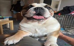 English Bulldog dogs for stud: English Bulldog Stud - Image 6