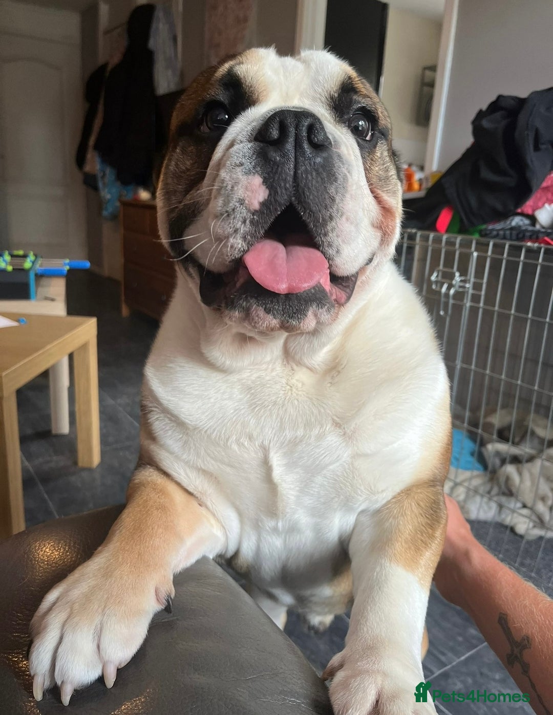 English Bulldog dogs for stud: English Bulldog Stud - Image 6