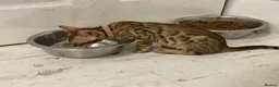 Bengal cats for sale: Bengal kittens  - Advert 9