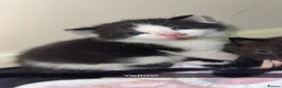 Mixed Breed cats for sale: Beautiful kittens🤍 - Advert 6