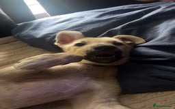 Mixed Breed dogs for sale: Flash - Image 1