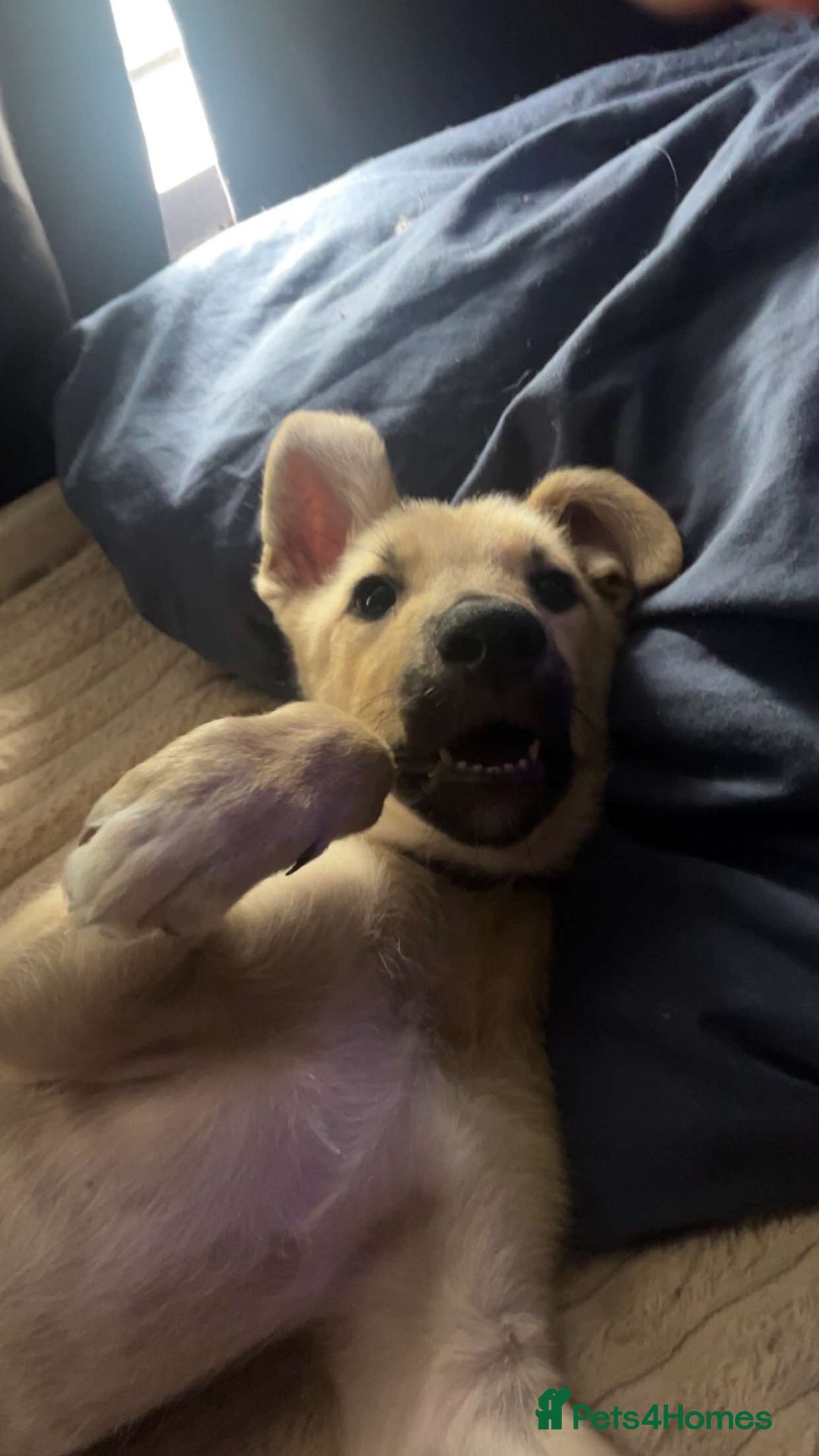 Mixed Breed dogs for sale: Flash - Image 1