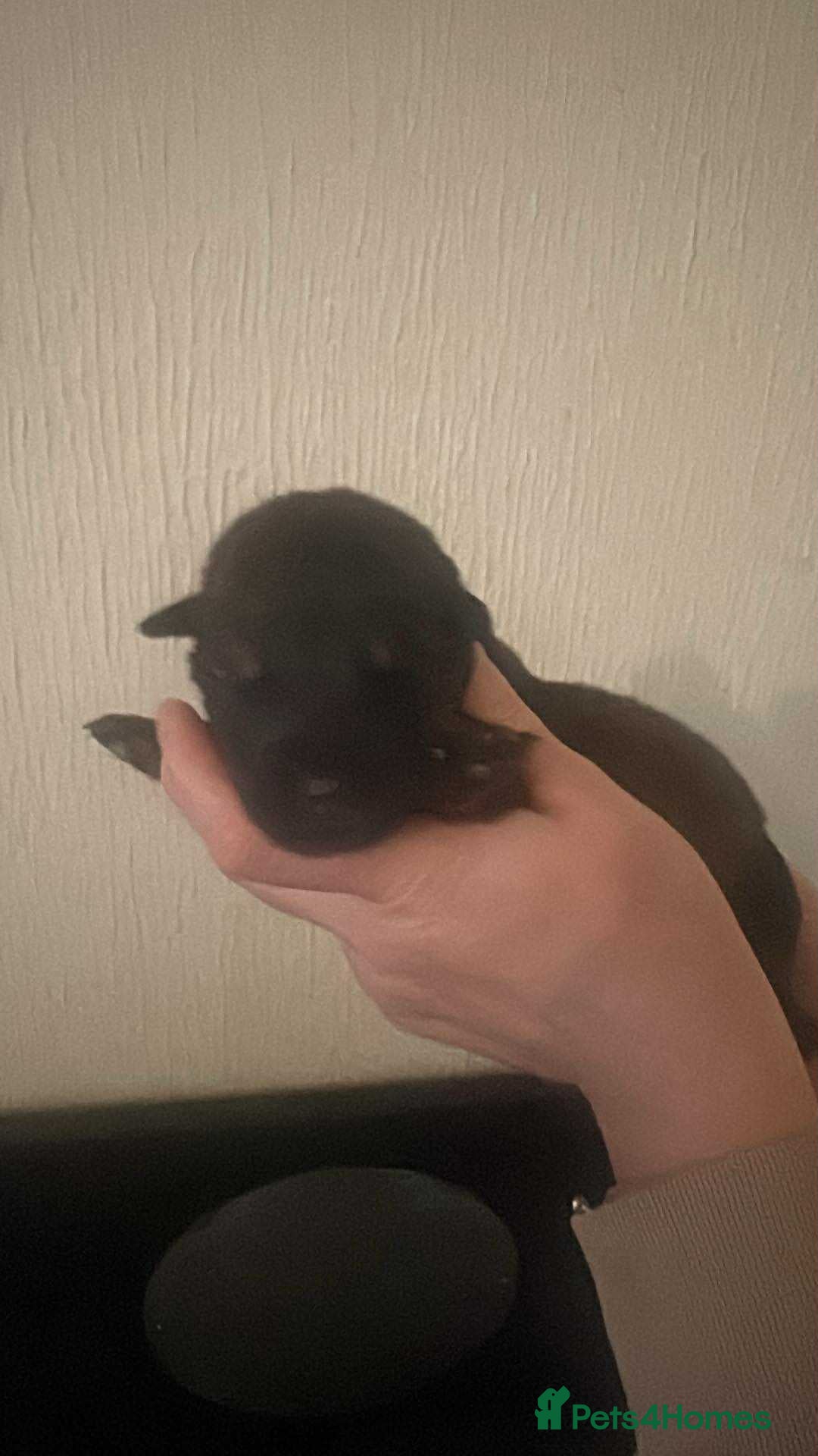 Mixed Breed dogs for sale: Shepweiller Puppies (8/10/25) - Image 3