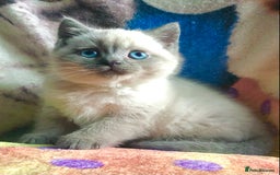 British Shorthair cats for sale: Purebred colourpoint BSH kittens  - Image 1