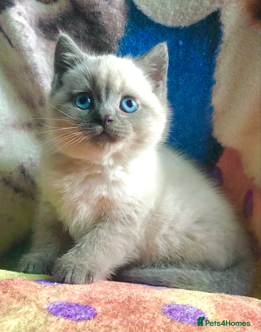 British Shorthair cats for sale: Purebred colourpoint BSH kittens  - Image 1