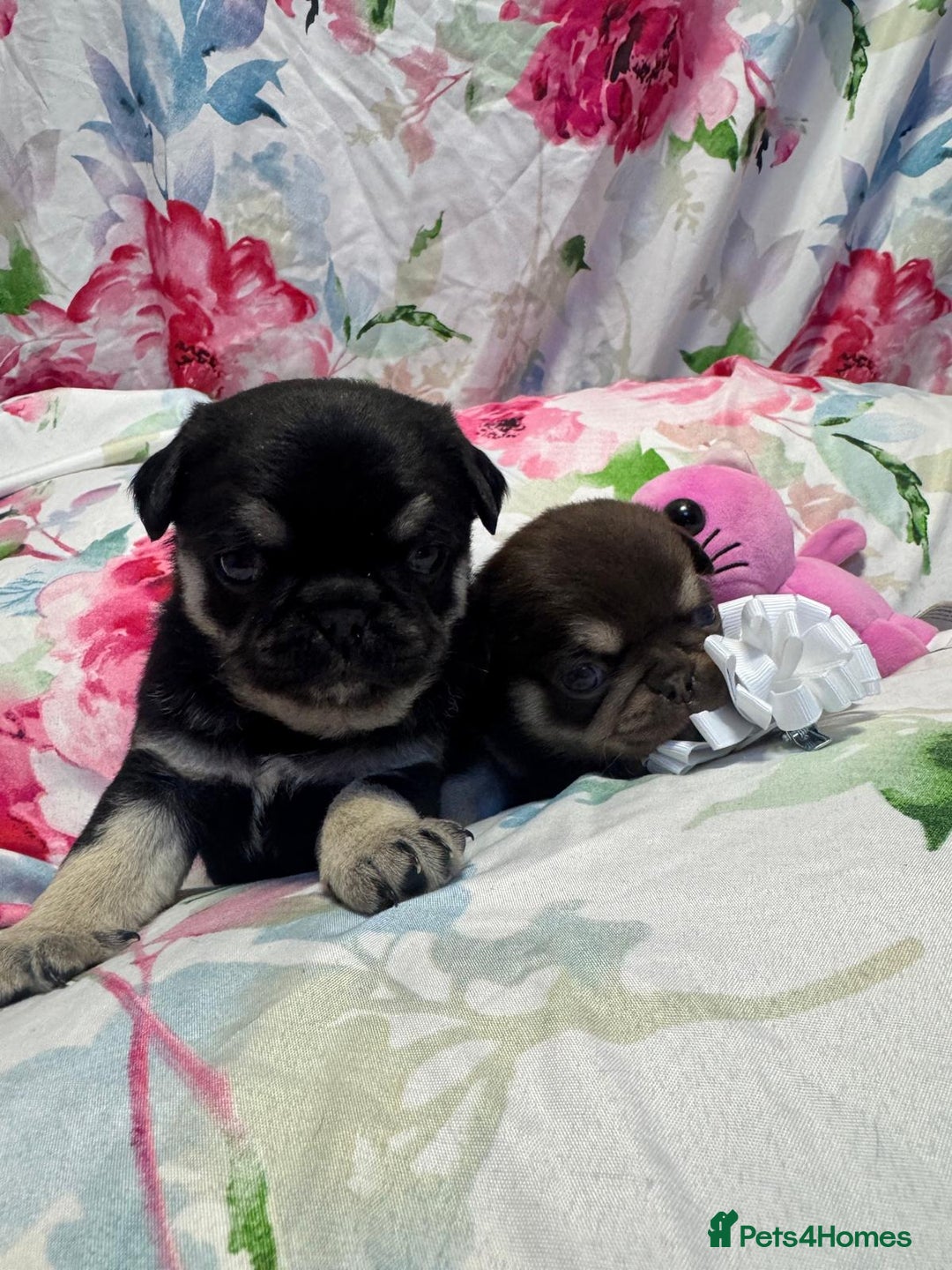 Pug dogs for sale: Pug puppies  - Advert 7