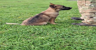 German Shepherd dogs - Advert 13