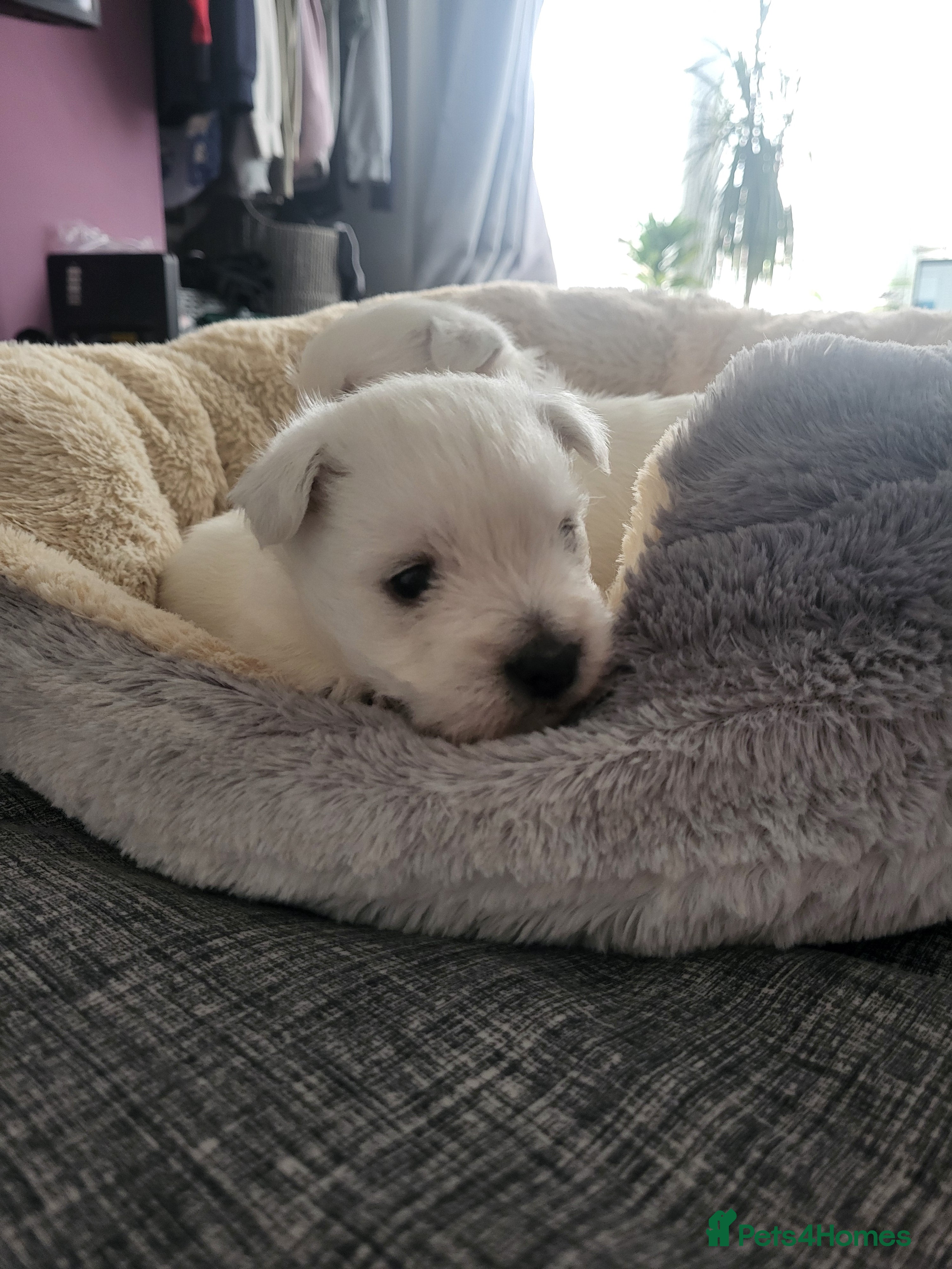 West Highland Terrier dogs Beautiful Westie girls - ONLY ONE LEFT - Advert 16