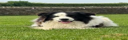 Border Collie dogs for sale: Border Collie Puppy’s litter of 6 gorgeous pups.  - Advert 24