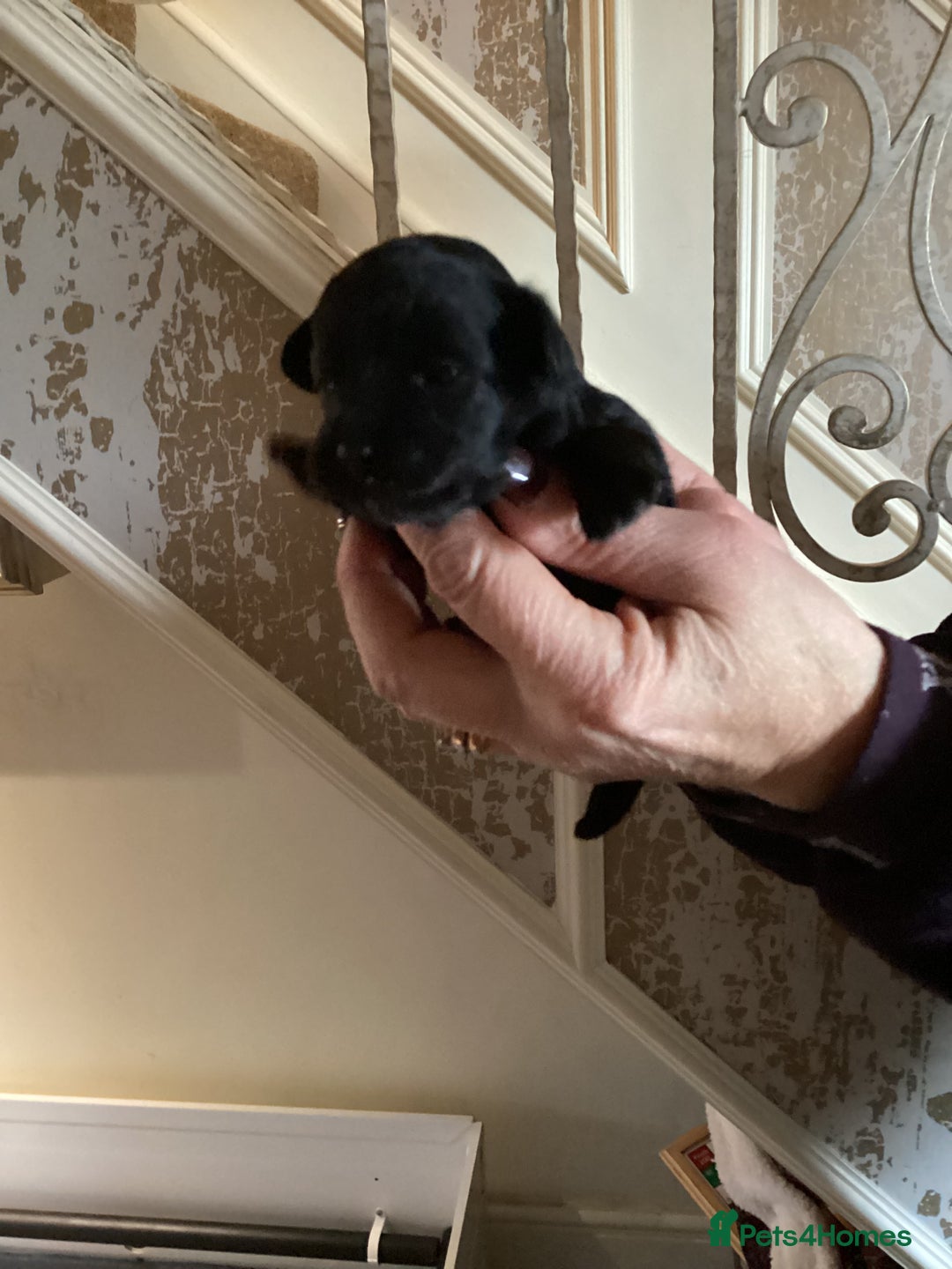 Chipoo dogs for sale: Chipoo - Advert 8