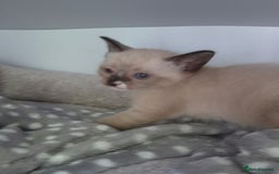 Snowshoe cats for sale: Stunning pedigree Snowshoe kittens  - Image 6