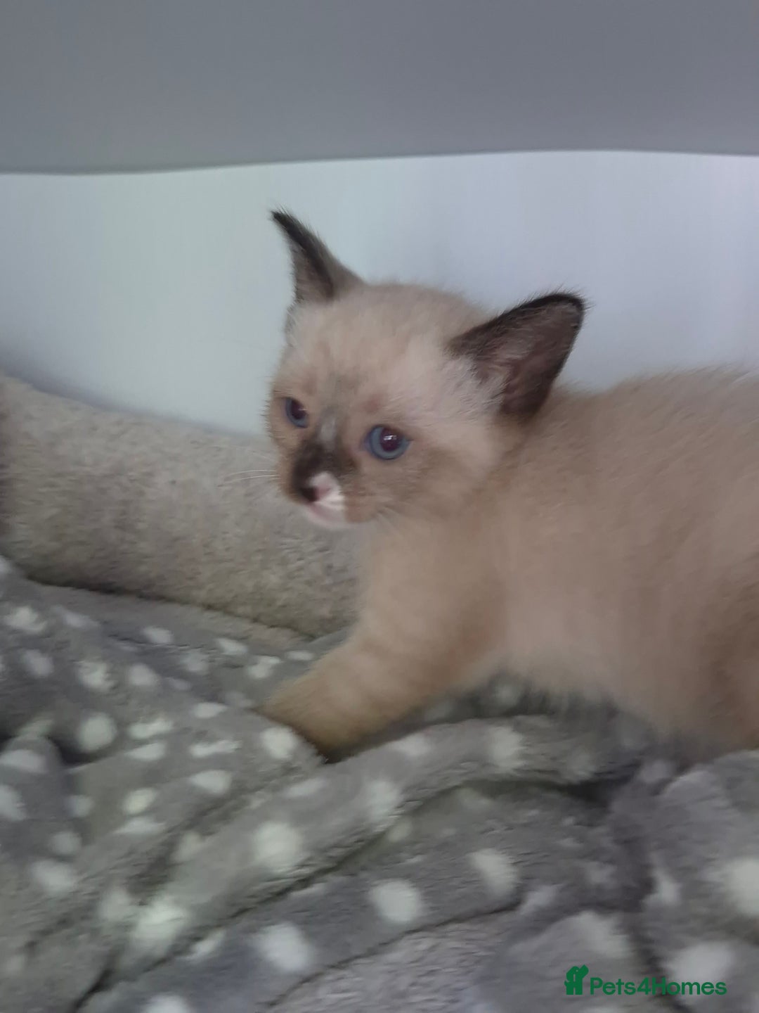 Snowshoe cats for sale: Stunning pedigree Snowshoe kittens  - Image 6