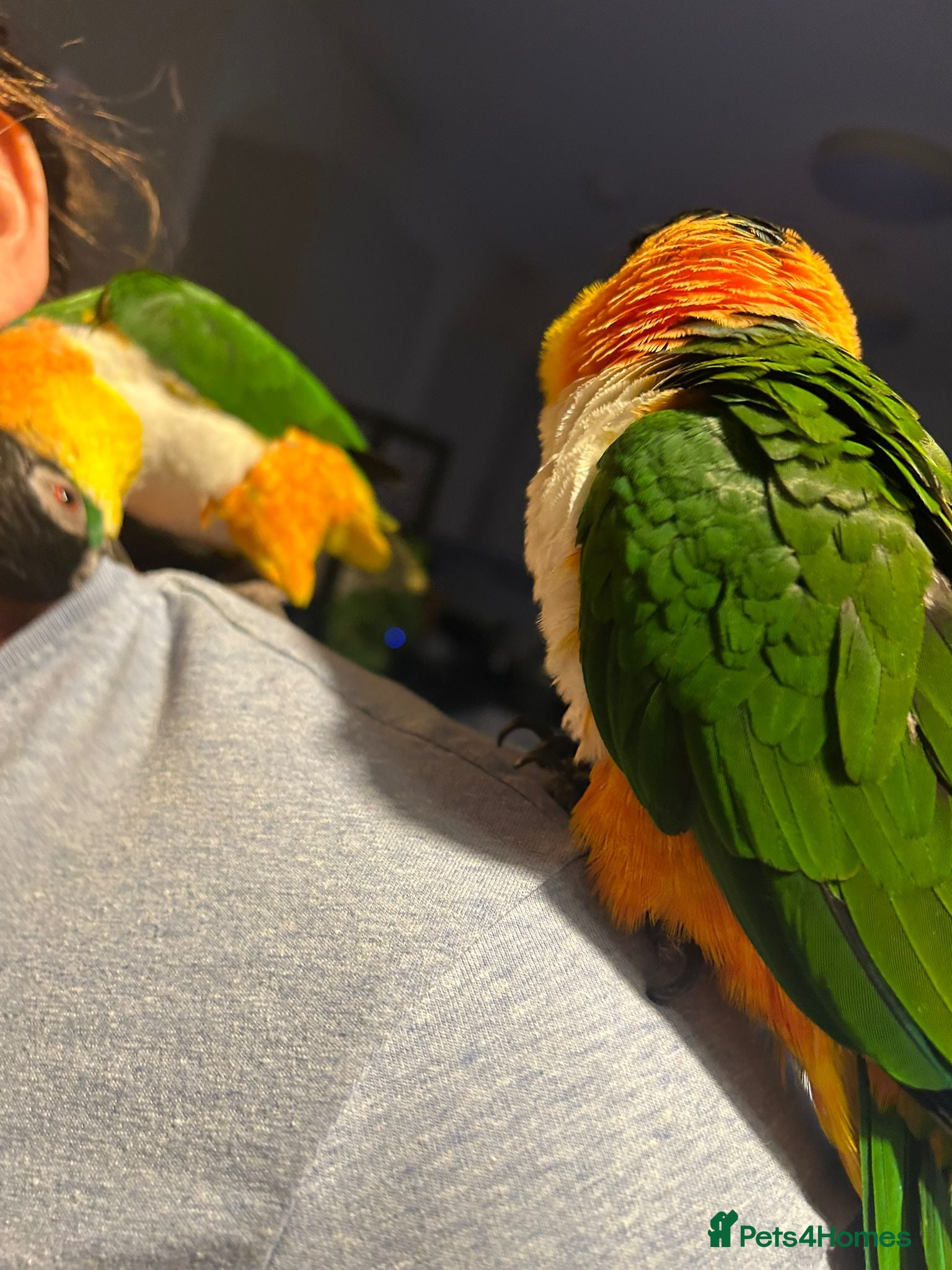 Parrots birds Parrots Caiques  pair  - Advert 2