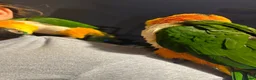 Parrots birds for sale: Parrots Caiques  pair  - Advert 1